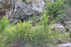Hemerocallis middendorffii