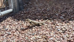 Sceloporus bimaculosus