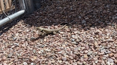 Sceloporus bimaculosus