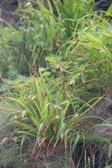 Hemerocallis middendorffii