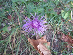 Centaurea jacea