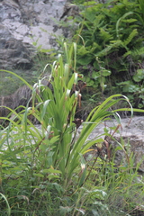 Hemerocallis middendorffii