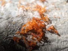 Cytospora chrysosperma