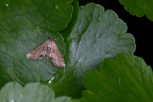 Cataclysta lemnata