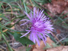 Centaurea jacea