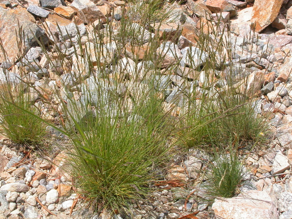 Idaho Fescue
