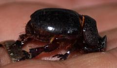 Temnorhynchus retusus