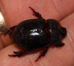 Temnorhynchus retusus