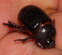 Temnorhynchus retusus