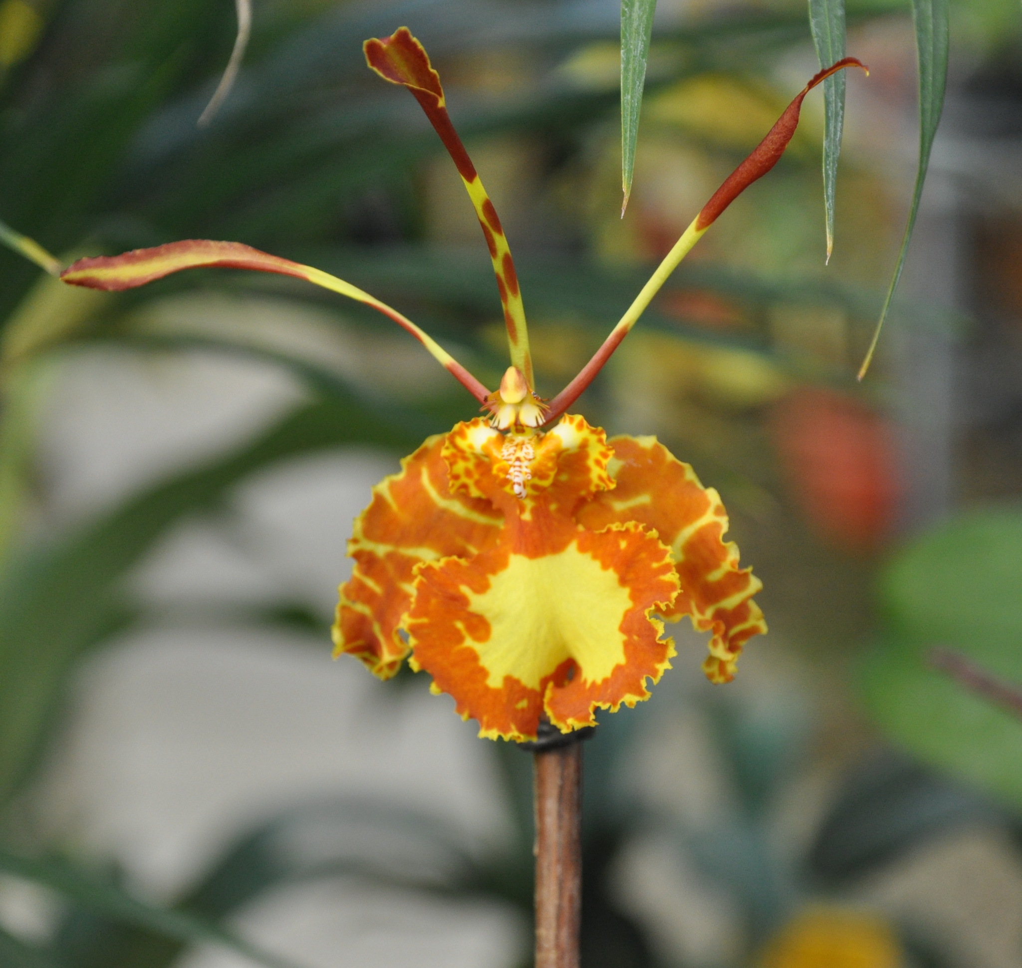 Psychopsis