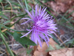 Centaurea jacea