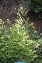 Actaea dahurica