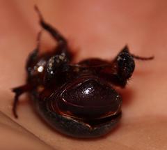 Temnorhynchus retusus