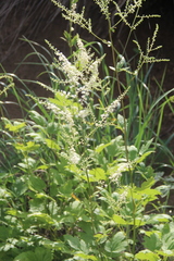 Actaea dahurica