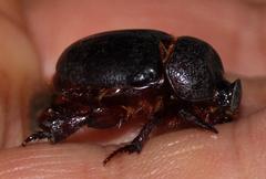 Temnorhynchus retusus