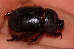 Temnorhynchus retusus