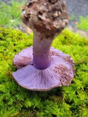 Cortinarius calyptrodermus