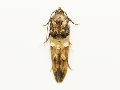Walshia miscecolorella
