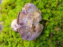 Cortinarius calyptrodermus