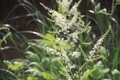 Actaea dahurica