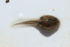 Vandijkophrynus