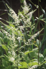 Actaea dahurica