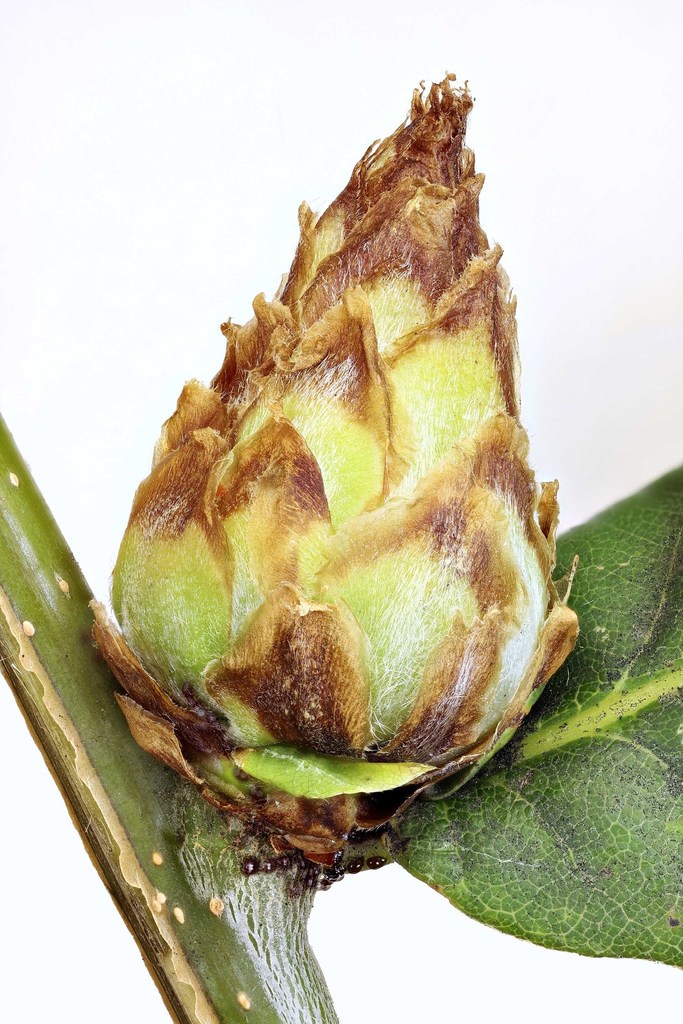 Andricus fecundatrix
