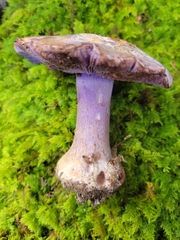 Cortinarius calyptrodermus