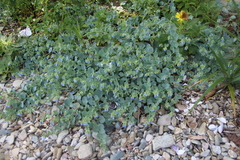 Mertensia simplicissima