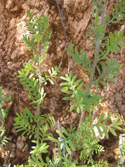 Lidbeckia pectinata