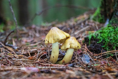 Tricholoma aestuans