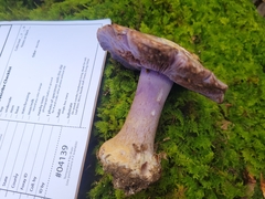 Cortinarius calyptrodermus