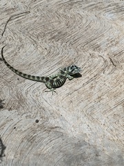 Abronia taeniata