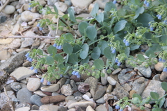 Mertensia simplicissima