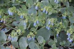 Mertensia simplicissima