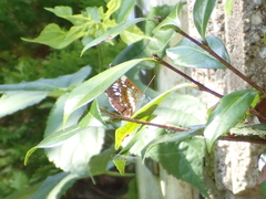Limenitis glorifica