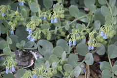 Mertensia simplicissima