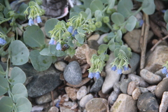 Mertensia simplicissima
