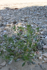 Cakile edentula edentula