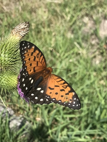 Regal Fritillary photo 3