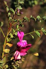 Indigofera langebergensis
