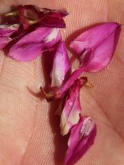 Indigofera langebergensis