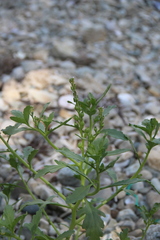 Cakile edentula edentula