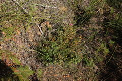 Indigofera langebergensis