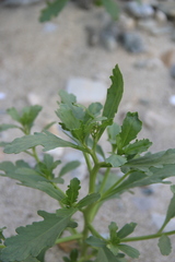 Cakile edentula edentula