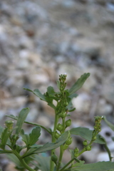 Cakile edentula edentula