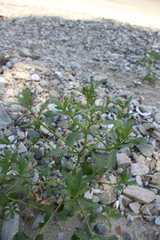 Cakile edentula edentula