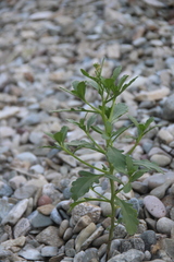 Cakile edentula edentula