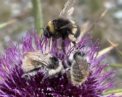 Bombus mesomelas