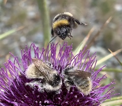 Bombus mesomelas